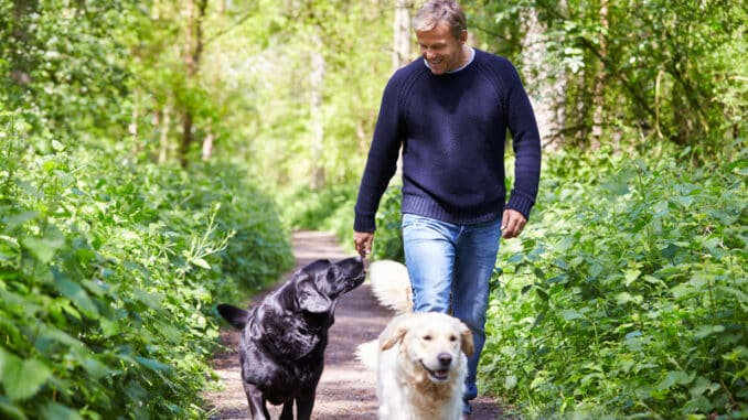 Man Exercising Dogs On Countryside Walk