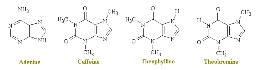 Adenine. Caffeine. Theophylline. Theobromine