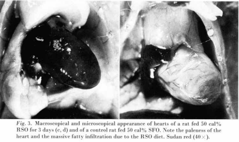 Fig. 3. Macroscopical and microscopical appearance of hearts of a rat fed 50% cal RSO for 3 dyas (e, d) and of a control rat fed 50 cal% SFO. Note the paleness of the heart and the massive fatty infiltration due to the RSO diet.Sudan red (40x).