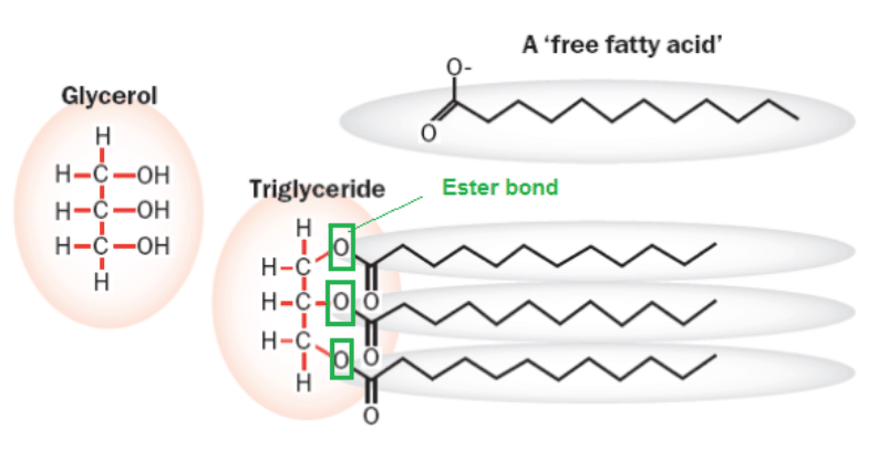 (This is the only group that had erucic acid not in the form of triglycerides.)