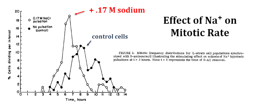 Effect of Na+ on Mitotic rate