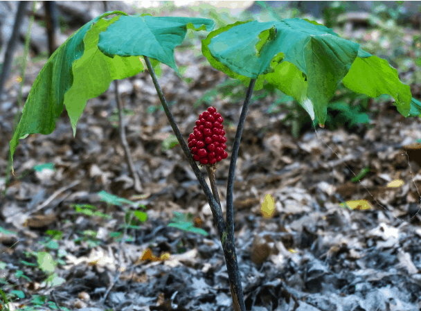 Daily Medical Discoveries Image- Ginseng