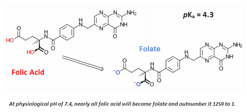 At physiological pH of 7.4, nearly all folic acid will become folate and outnumber it 1259 to 1