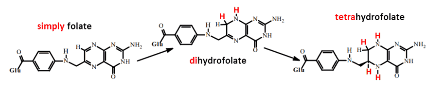 distinction between folate, dihydrofolate, and tetrahydrofolate