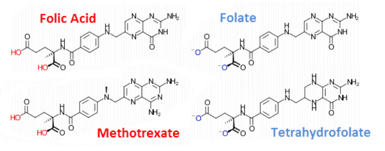 “The affinity for the folate transport system is: folic acid > (±)-methyltetrahydrofolate = (+)-methyltetrahydrofolate > methotrexate.”