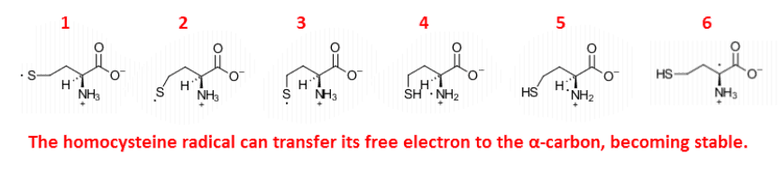 The homocysteine radical can transfer its free electron to the a-carbon, becoming stable