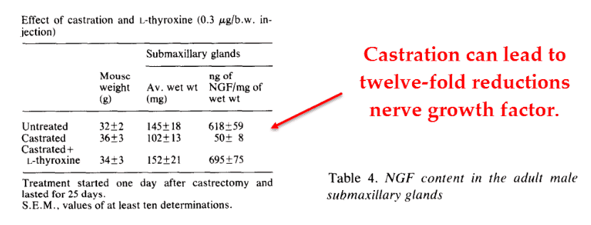 Castration can lead to twelve-fold reductions nerve growth factor