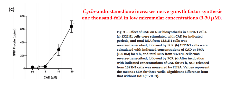 They also found no increase in “second messengers” such as cyclic‑AMP, inositol triphosphate, or calcium ions – implying that this effect was not mediated by membrane receptors.