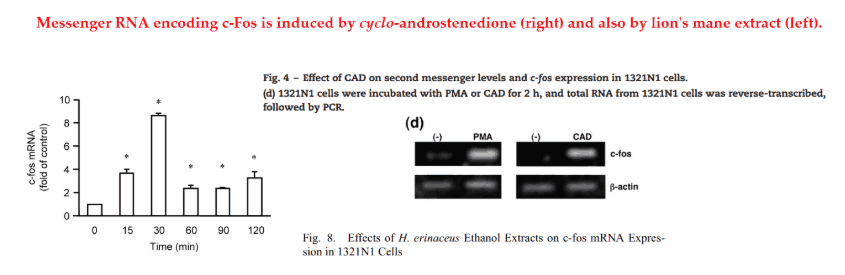 They also demonstrated that cyclo‑androstenedione (CAD) could ameliorate scopolamine‑induced memory impairment in mice…