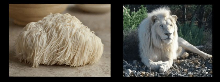 The mushroom actually looks a bit more like a Komondor dog – the “Hungarian sheepdog.