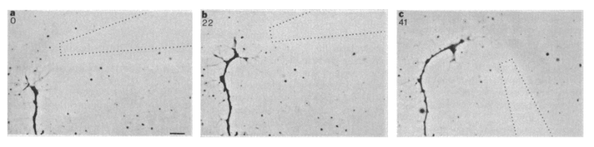 Nerve fiber growing to find its target in the developing brain