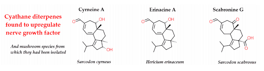 Cyathane diterpenes found to upregulate nerve growth factor