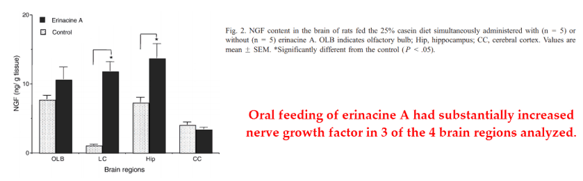 Oral feeding of erinacine A had substantially increased nerve growth factor in 3 of the 4 brain regions analyzed