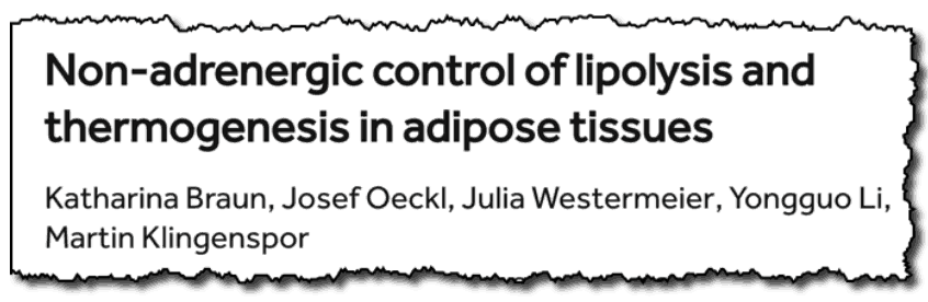 Non-adrenergic control of lypolysis and thermogenesis in adipose tissues