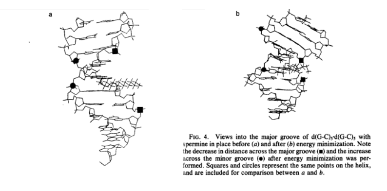 Figure 4. Views into the major groove