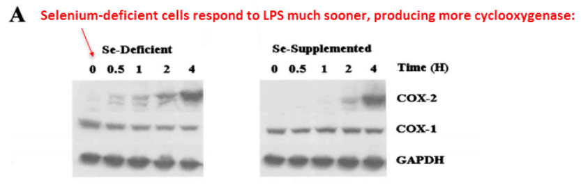 Seleniu,-deficient cells respond to LPS much sooner, producing more cyclooxygenase