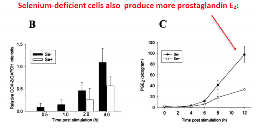 Selenium-deficient cells also produce more prostaglandin E2