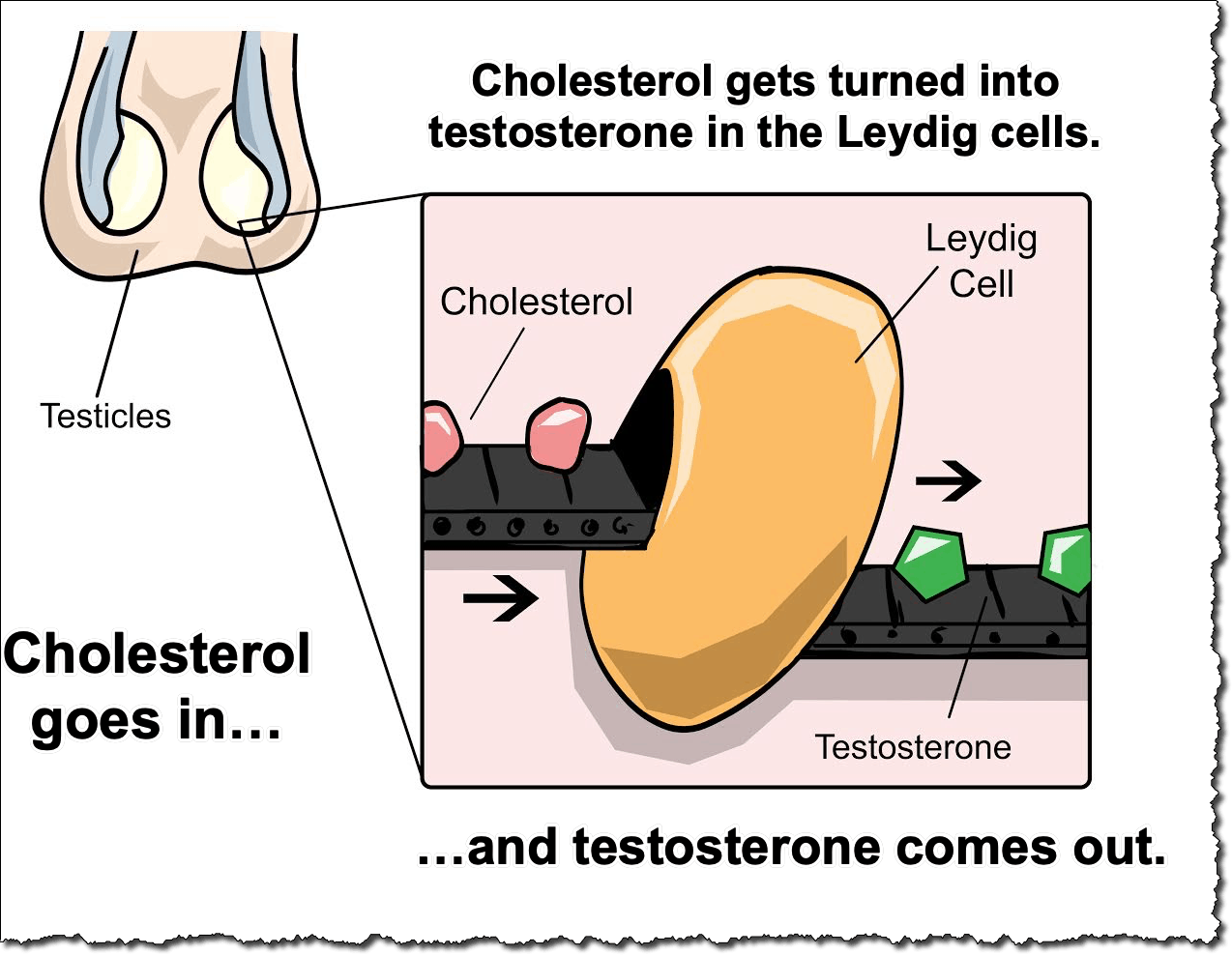 Cholestrol gets turned into testosterone in the Leygid cells. Cholestrol goes in... ...and testosterone comes out.