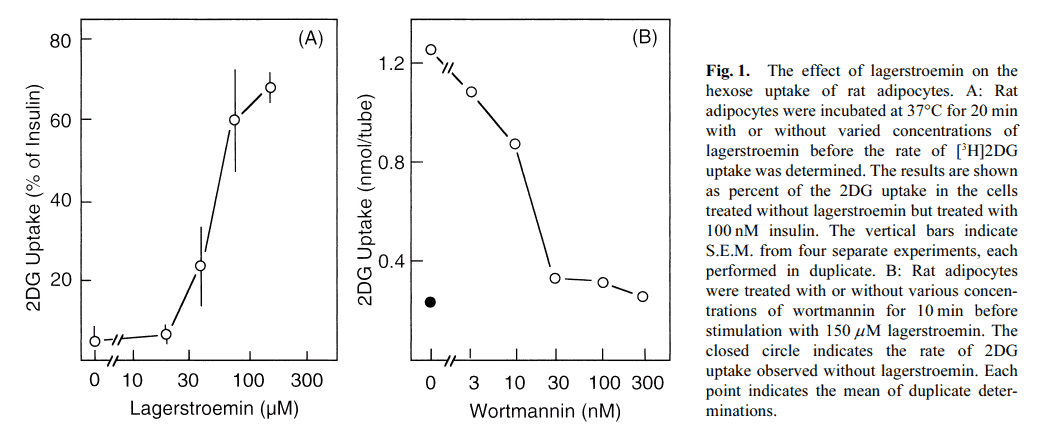 The effects of Lagerstroemin on the hexose uptake of rat adipocytes. 