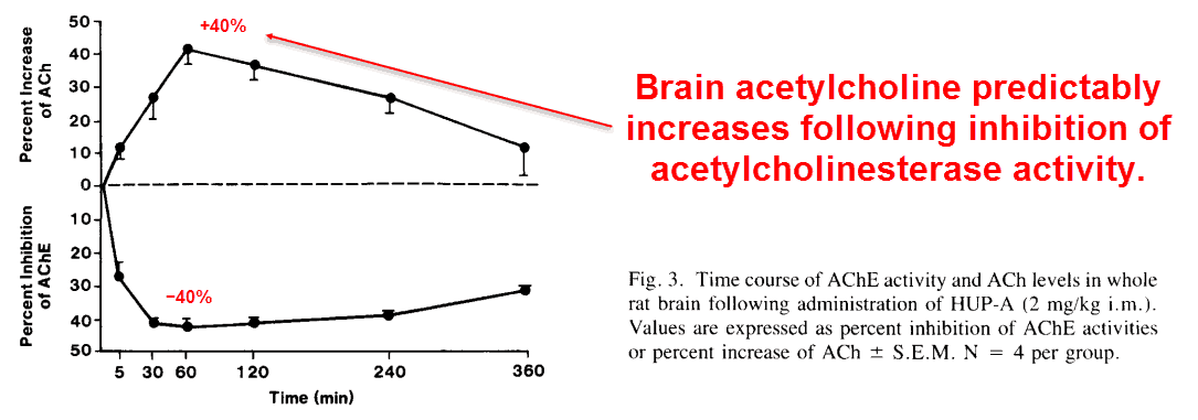 Brain acetylcholine predictably increases following inhibition of acetylcholinesterase activity.