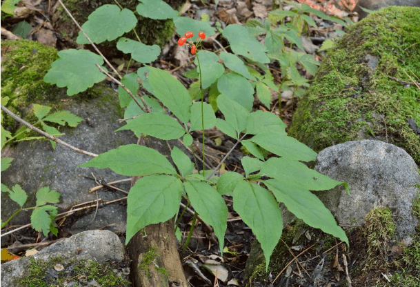 Daily Medical Discoveries Image - Ginseng