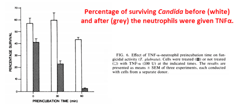 Percentage of surviving candida before (white) and after (grey) the neutrophils were given TNFα