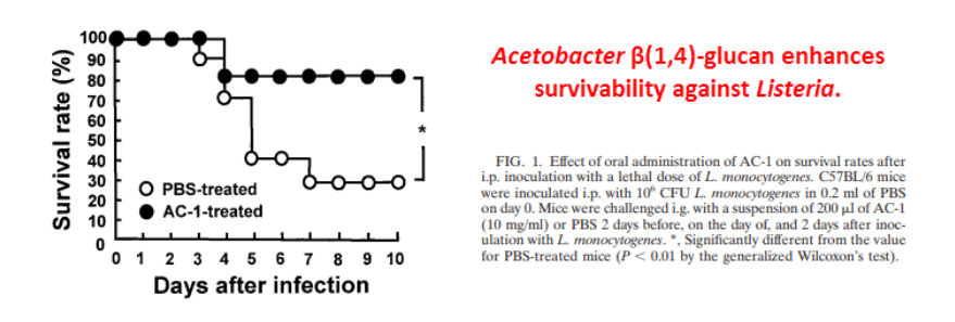 Acetobacter β(1➝4)-glucan enhances survivability against Listeria.