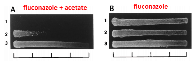 A - Fluconazole + acetate and B - Fluconazole
