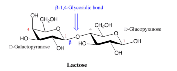 Lactose