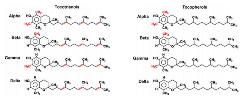 How tocopherols protect the outer membrane