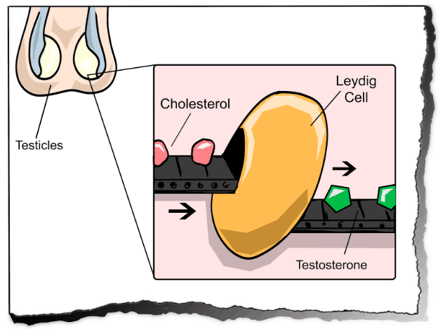 Cholesterol goes in… and testosterone comes out…