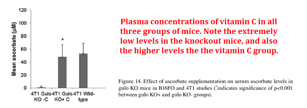 Plasma concentrations of Vitamin C in all three groups of mice Note the extremely low levels in the knockout mice, and also the higher levels in the vitamin C group