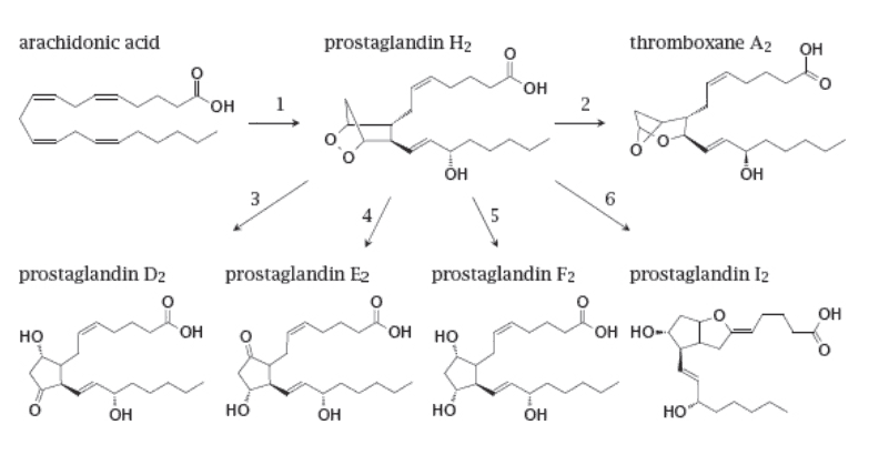 Molecular mechanism of thromboxane A₂-induced platelet aggregation."