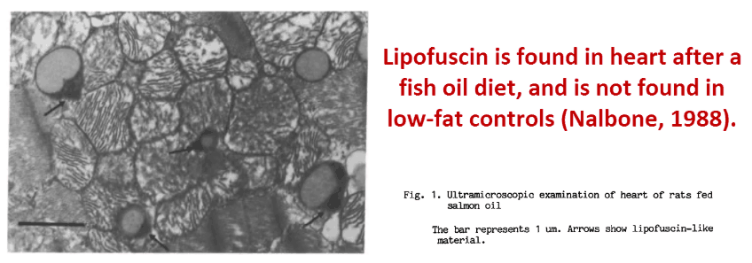 Lipofuscin is found in heart after a fish oil diet, and is not found in low-fat controls