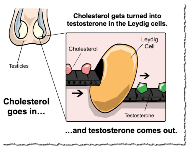 Cholesterol goes in, and testosterone comes out. 